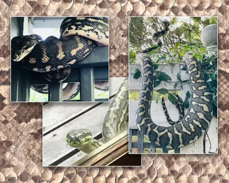 Accepting my Snakes in the Roof: A Transformation from Dread to Respect